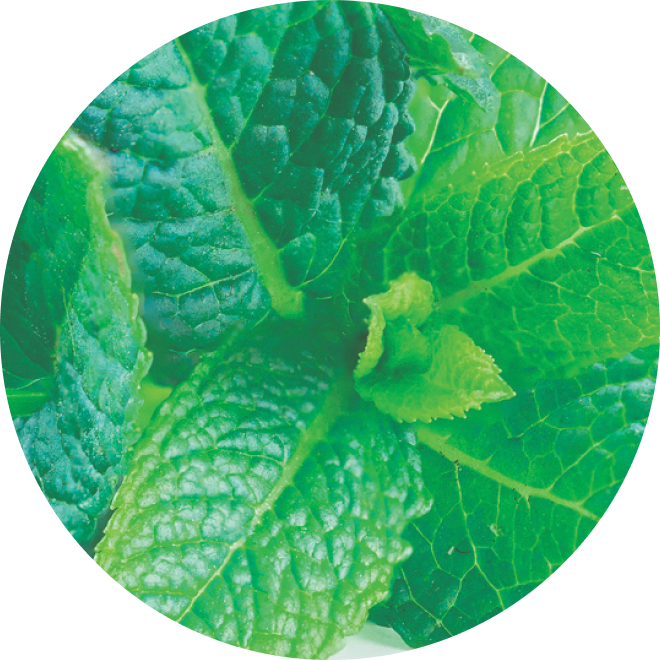 Ingredient Glossary - Spearmint