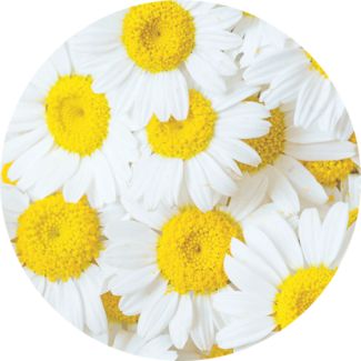 Chamomile flowers