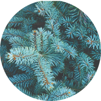 Balsam Fir