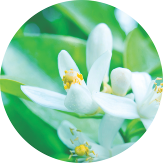 Small white flowers on green leaves