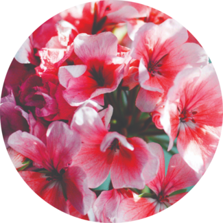 Geranium Blossoms
